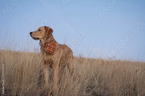 Golden retriever puppy in the mountains