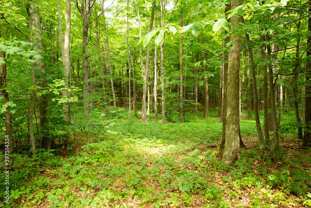 Obraz premium walk in the woods