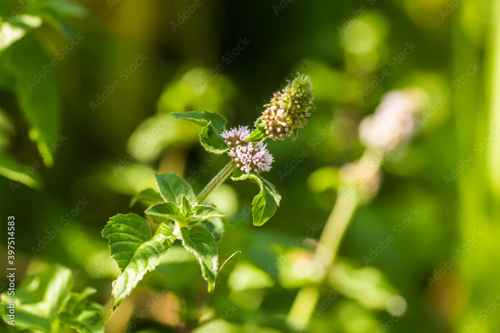 Obraz premium Mentha aquatica, water mint, Mentha hirsuta Huds purple flowers blooming near water. Honey plants of Ukraine and Europe.