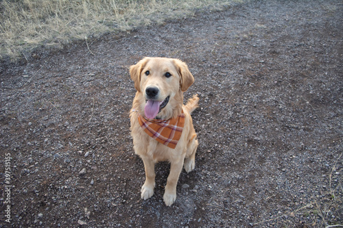 Golden puppy