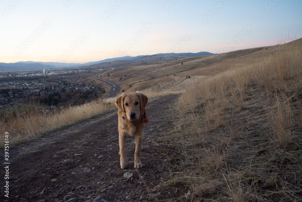 Puppy on trail Puppy on trail