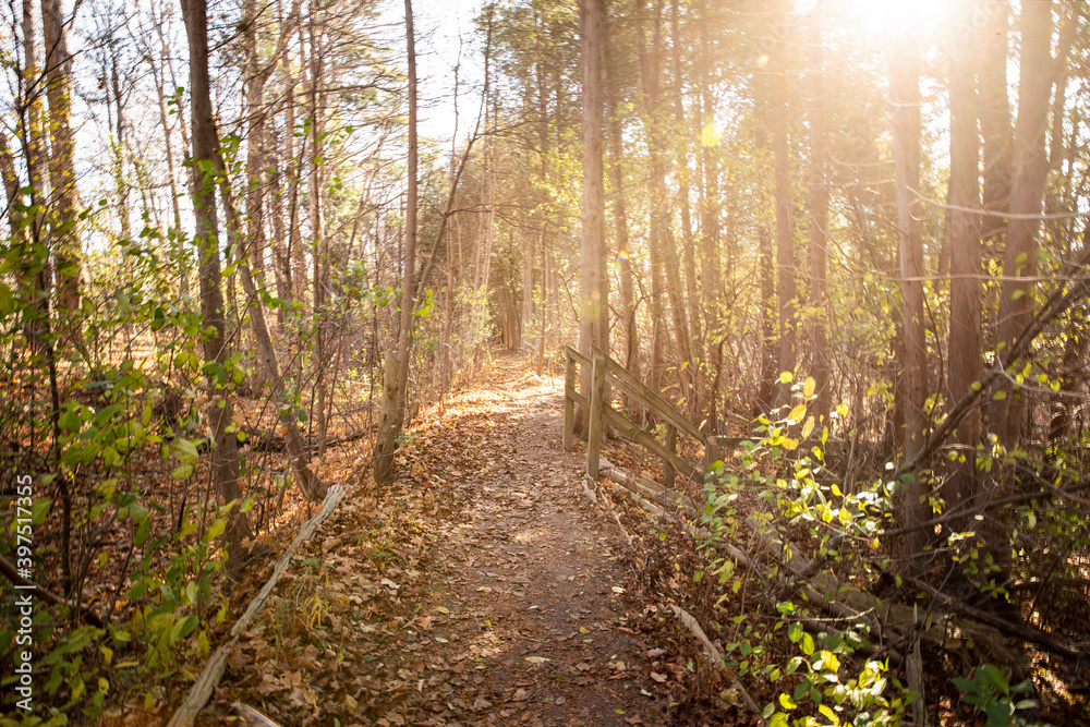 morning in the woods