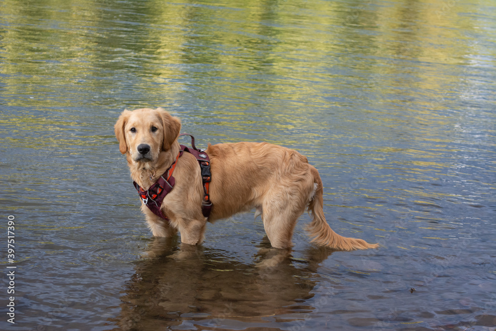 Puppy in river