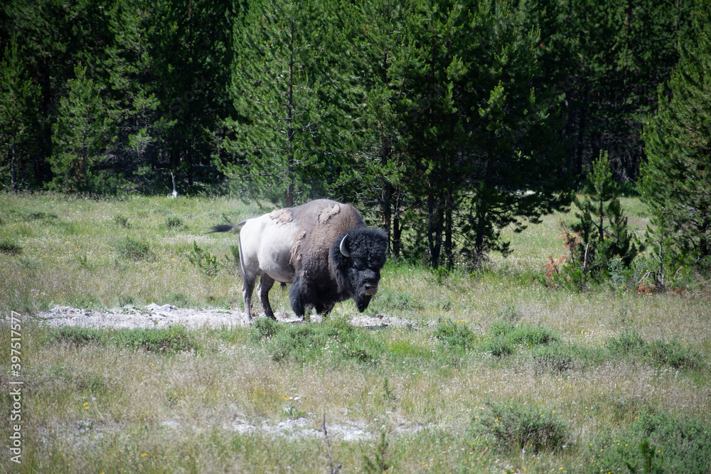 Bison