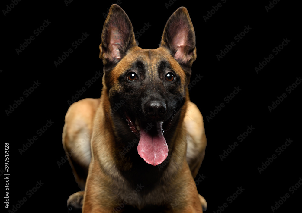 Belgian shepherd Malinois black background Belgian shepherd Malinois black background