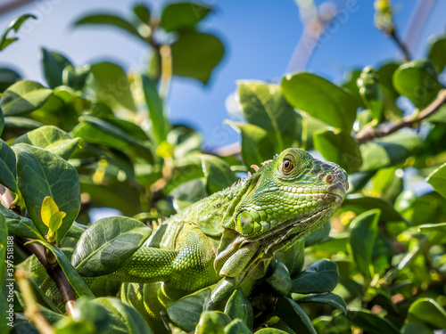 Tropical iguana in the tree leaves