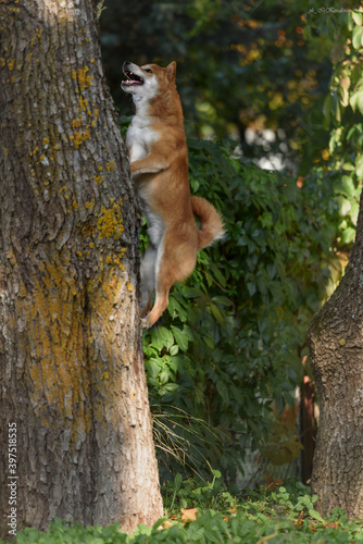 Shiba inu dog in nature © Irina