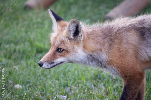Fox