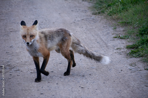 Fox
