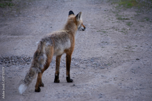 Fox