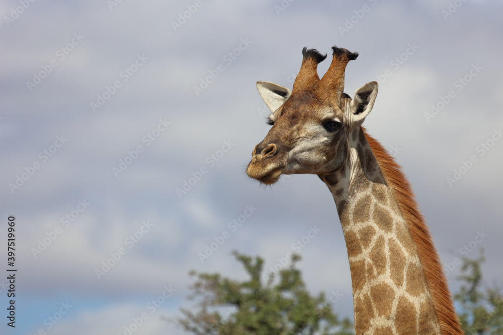 Fototapeta premium Giraffe / Giraffe / Giraffa Camelopardalis