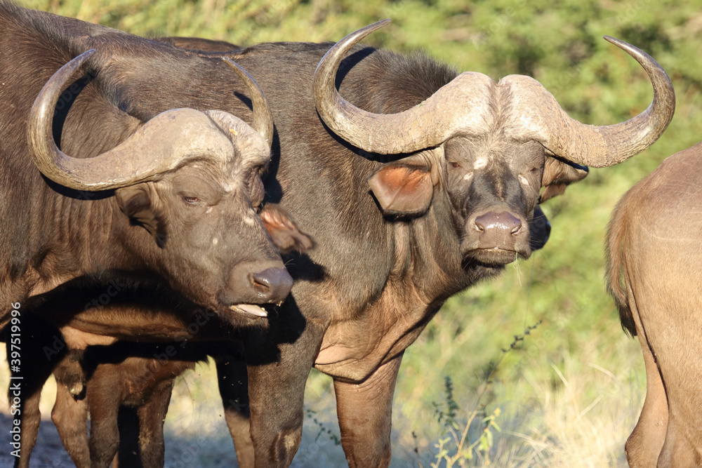 Fototapeta premium Kaffernbüffel / Buffalo / Syncerus caffer