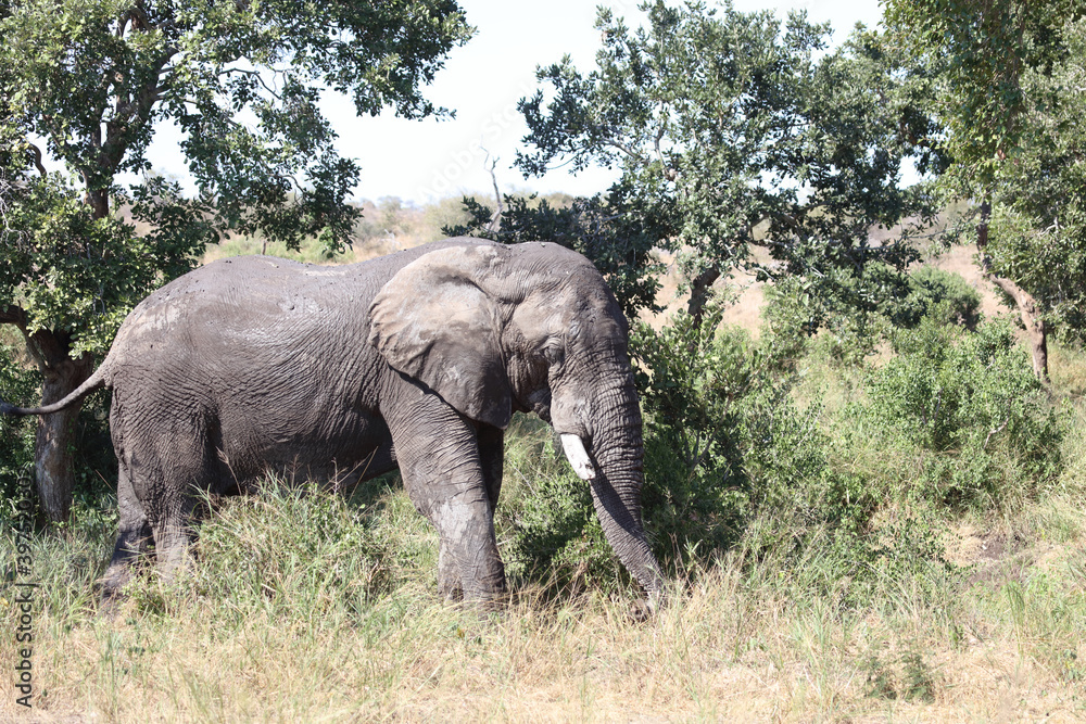 Afrikanischer Elefant / African elephant / Loxodonta africana Afrikanischer Elefant / African elephant / Loxodonta africana