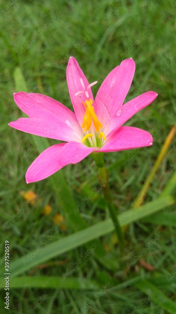 pink flower in the garden