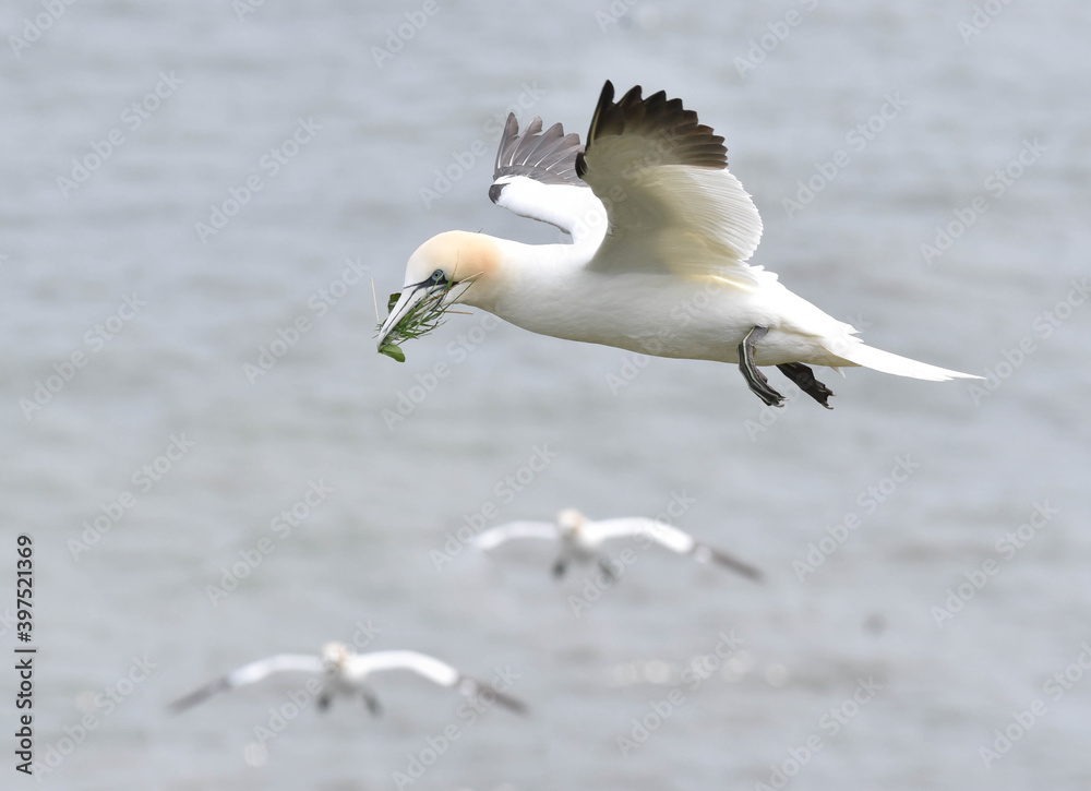 Flying White Gannet Carrying Grass as Nesting Material Over Sea