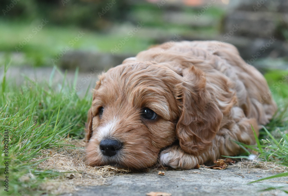Cute golden red cockapoo puppy lying in the garden thinking