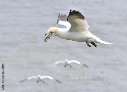 Flying White Gannet Carrying Grass as Nesting Material Over Sea