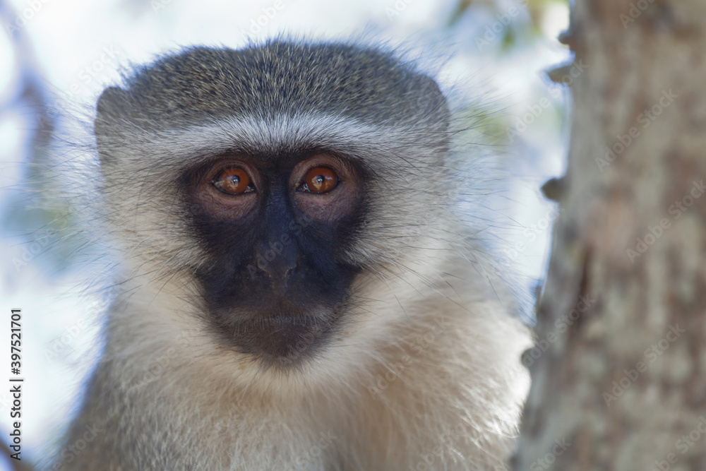 Obraz premium Grüne Meerkatze / Vervet monkey / Cercopithecus aethiops .