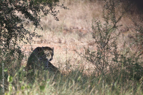 Leopard / Leopard / Panthera pardus. © Ludwig