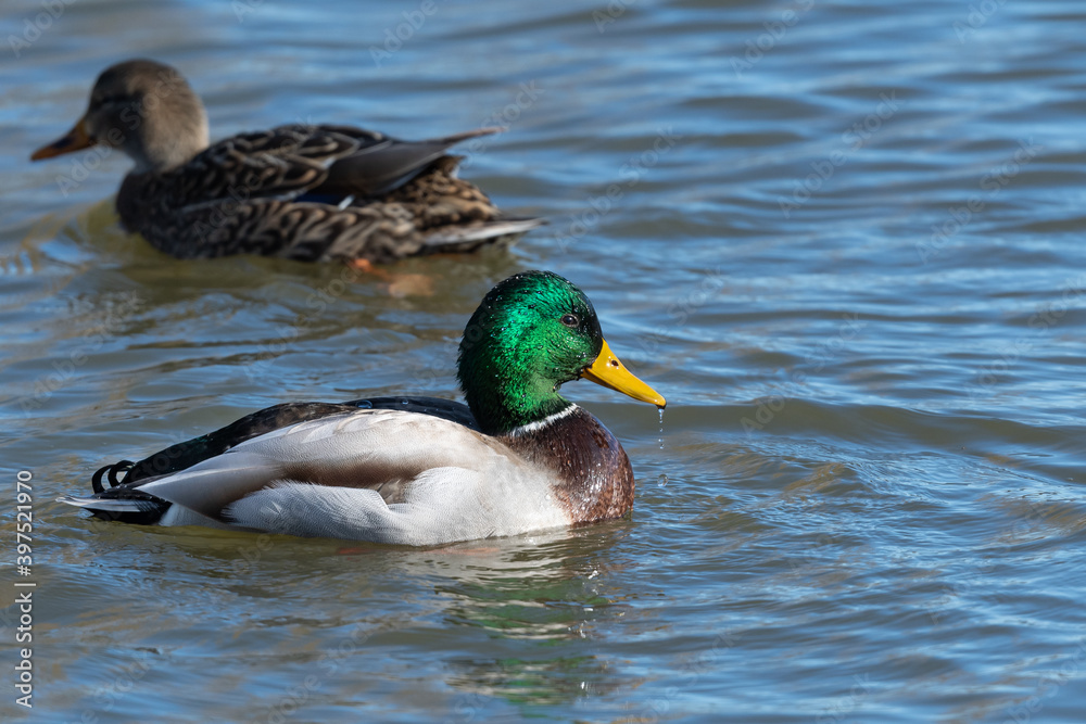 Fototapeta premium Male Mallard with Wet Dripping Head