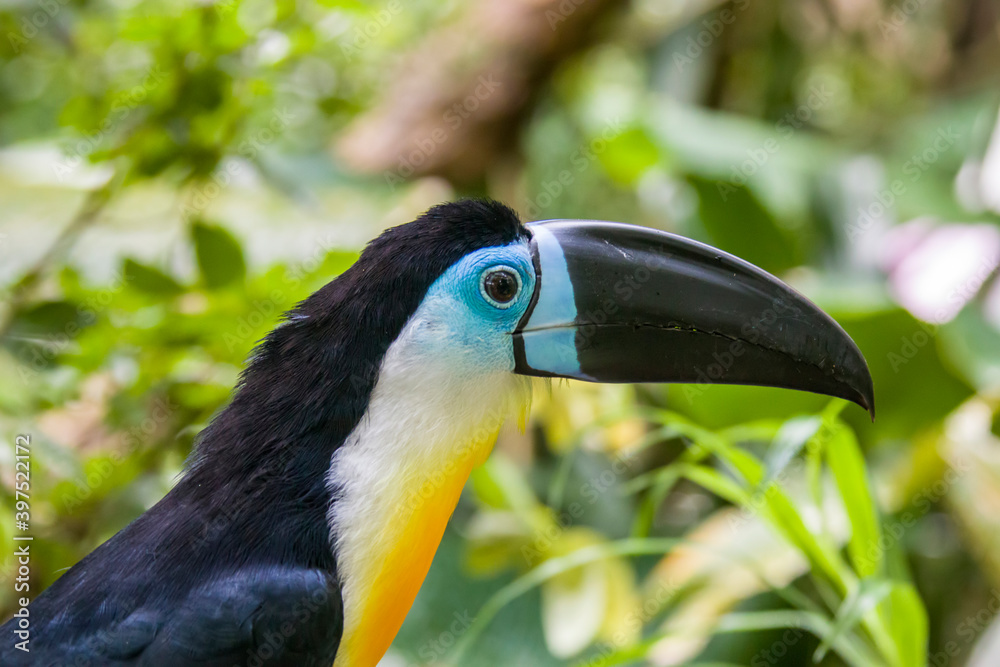 Naklejka premium A Channel-billed toucan( Ramphastos vitellinus) stands on the tree Like other toucans, the channel-billed is brightly marked and has a huge bill. Found in Trinidad and in tropical South America.
