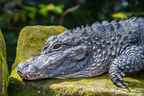 The closeup image of Chinese alligator  Alligator sinensis . A critically endangered crocodile endemic to China.  Dark gray or black in color with a fully armored body.