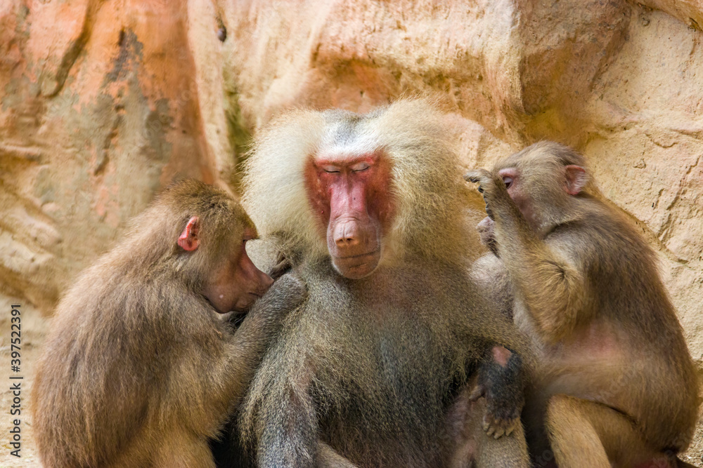 Two Hamadryas baboons (Papio hamadryas) are looking for lice for a male one. 
It is a species of baboon from the Old World monkey family. It appears in various roles in ancient Egyptian religion.