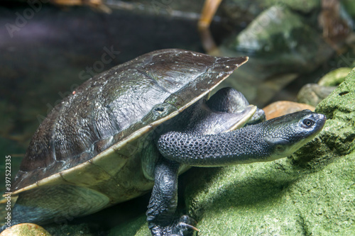 The Roti Island snake-necked turtle (Chelodina mccordi ) is a critically endangered turtle species from Rote Island in Indonesia. The color of the carapace is a pale grey brown.
