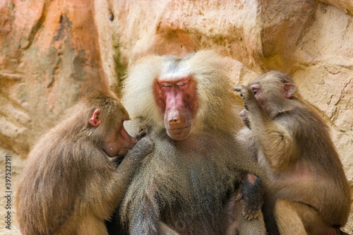 Two Hamadryas baboons (Papio hamadryas) are looking for lice for a male one. 
It is a species of baboon from the Old World monkey family. It appears in various roles in ancient Egyptian religion.