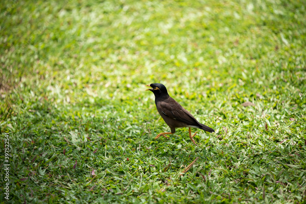House sparrow Passer domesticus family sparrows Passeridae Europe, the best photo, 