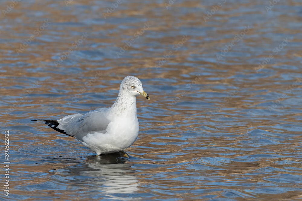 Ring Billed Gull Strolling on the Mud Flats Ring Billed Gull Strolling on the Mud Flats