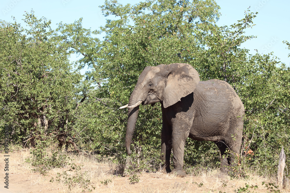Fototapeta premium Afrikanischer Elefant / African elephant / Loxodonta africana