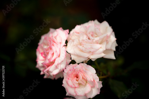 rose on blur background 