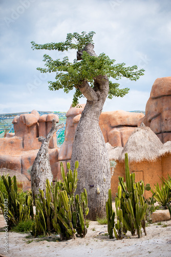 baobab tree photo