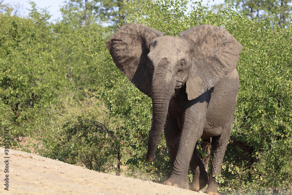 Fototapeta premium Afrikanischer Elefant / African elephant / Loxodonta africana