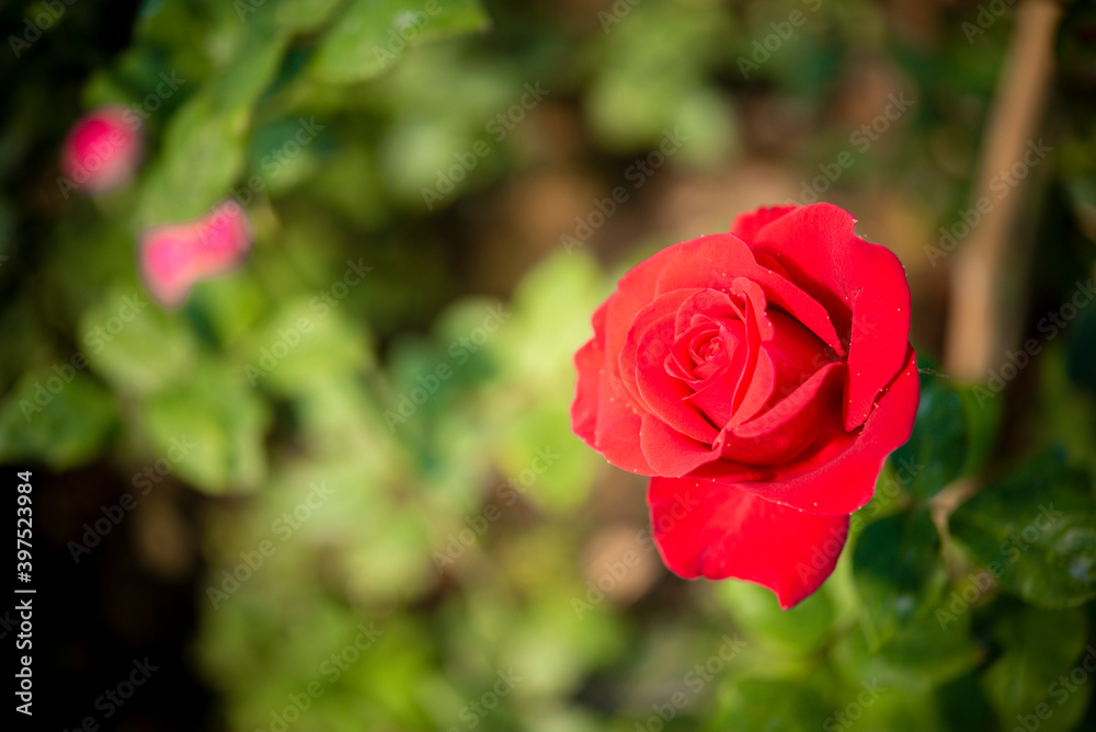 beautiful rose flower on blur background 