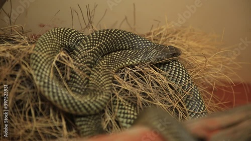 King brown snake or mulga snake. Pseudechis australis species is an Australian deadly venomous snake. Elapidae snakes family. Living in northern, western, and Central Australia and red centre.