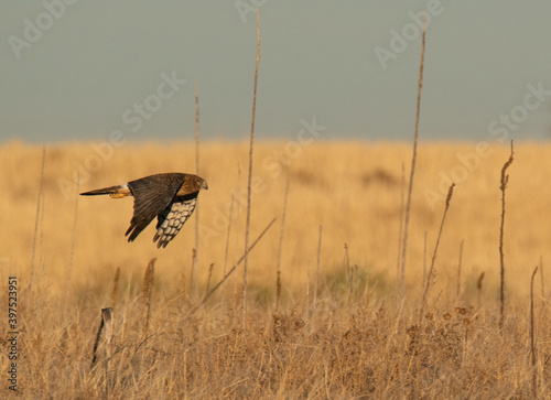 Harrier Hawk