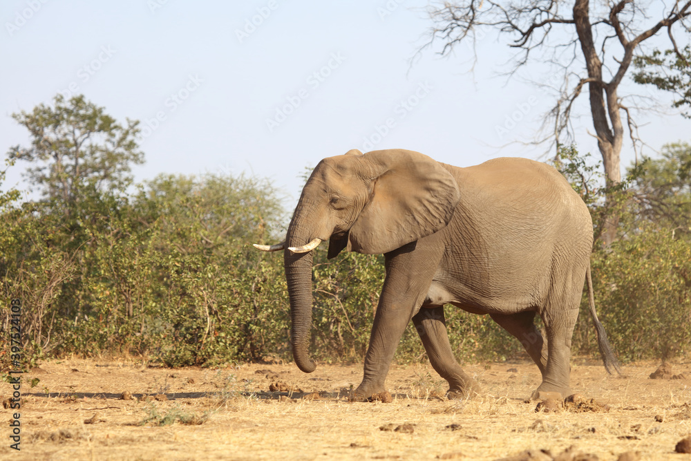 Fototapeta premium Afrikanischer Elefant / African elephant / Loxodonta africana