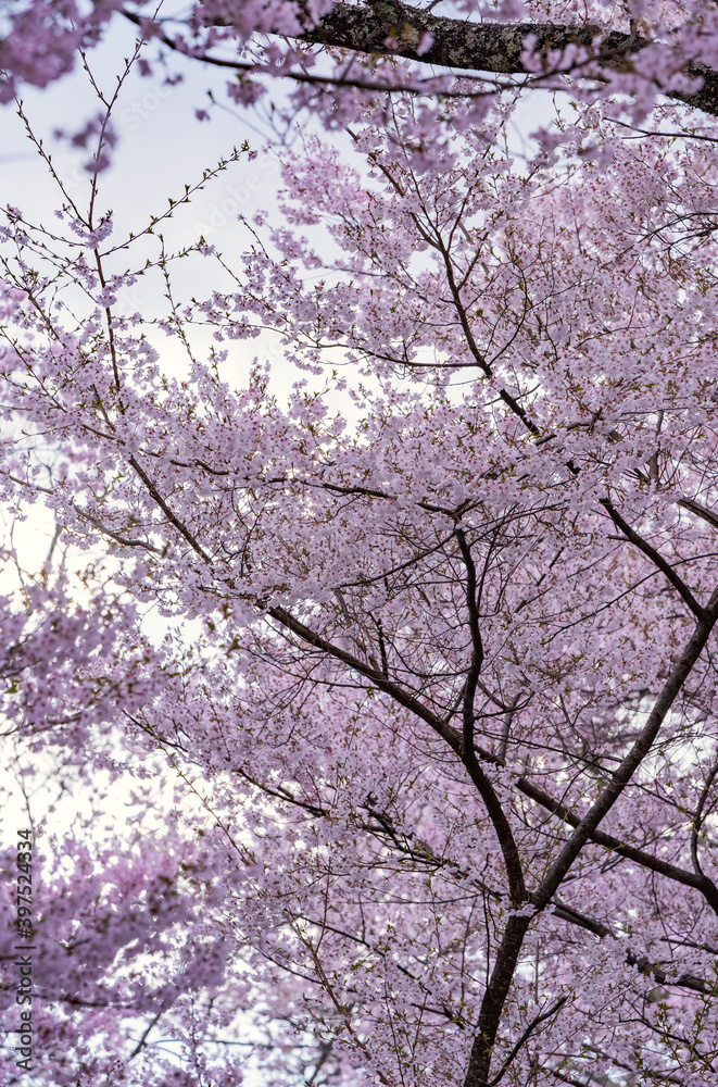 Full of bloom on Japanese Sakura Full of bloom on Japanese Sakura