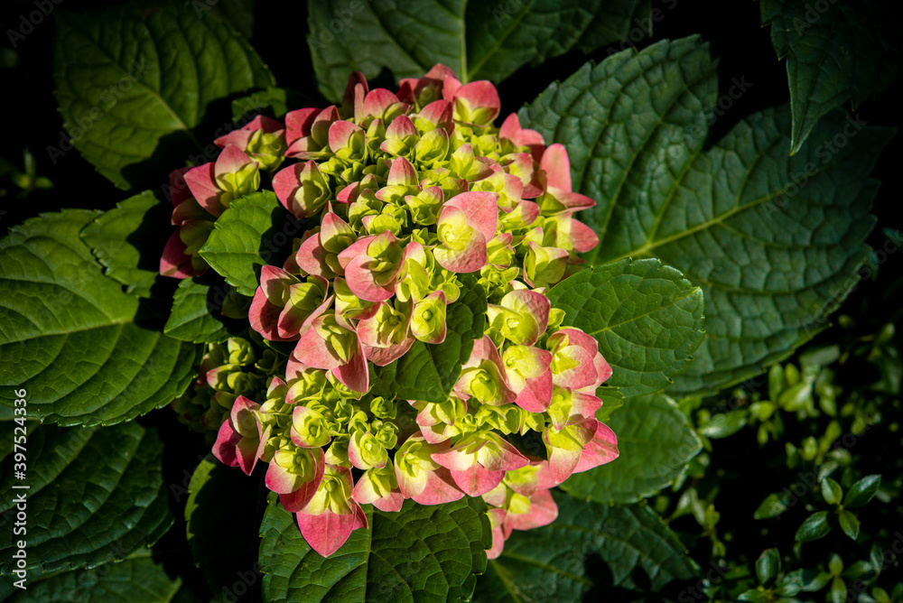 background: closeup of a flower of a hydrangea plant, great color, photographed in a flower exhibition, autumn, background: closeup of a flower of a hydrangea plant, great color, photographed in a flower exhibition, autumn,
