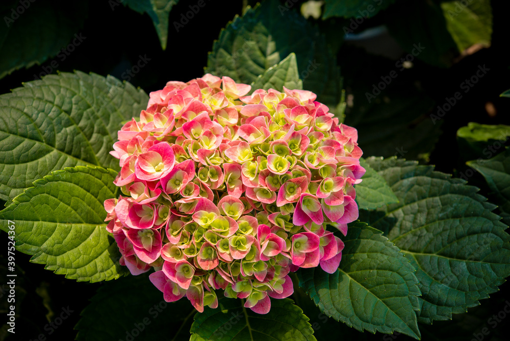 background: closeup of a flower of a hydrangea plant, great color, photographed in a flower exhibition, autumn, background: closeup of a flower of a hydrangea plant, great color, photographed in a flower exhibition, autumn,