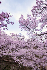 Poster encadré  Full of bloom on Japanese Sakura  © 洋 中山