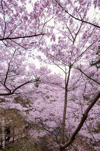 Full of bloom on Japanese Sakura photo