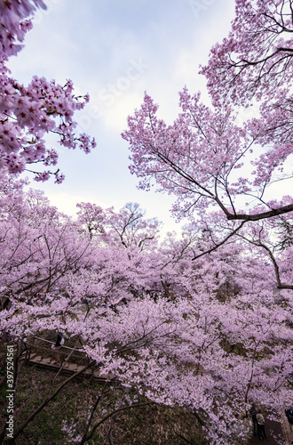 Full of bloom on Japanese Sakura