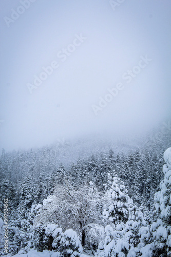 snow covered trees