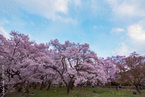 Full of bloom on Japanese Sakura photo