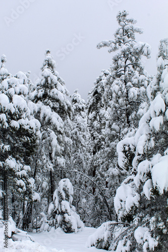 snow covered trees