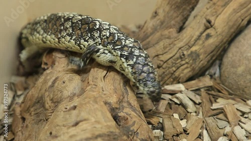 Tiliqua rugosa skink or blue-tongued skink. Trachydosaurus rugosus species is Australian lizard of Scincidae family. Living in Western Australia and in Rottnest Island, Victoria and New South Wales. photo