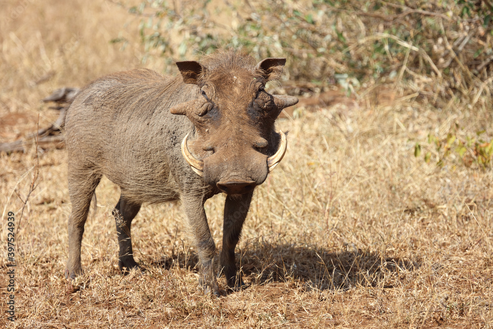Warzenschwein / Warthog / Phacochoerus africanus Warzenschwein / Warthog / Phacochoerus africanus